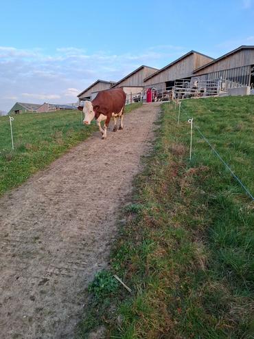 <em class="placeholder">vache allant au pâturage</em>