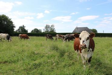 <em class="placeholder">vaches normandes au pâturage en bio</em>