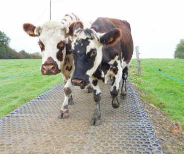 <em class="placeholder">Vaches sur des dalles Valisol</em>