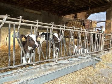 <em class="placeholder">Le Gaec pratique du croisement en blanc bleu belge sur 20 % du troupeau pour mieux valoriser le produit viande.</em>