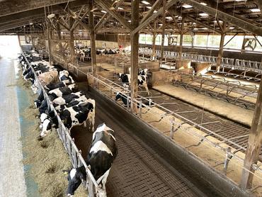 <em class="placeholder">stabulation de vaches laitières
</em>