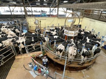 <em class="placeholder">traite rotative de vaches laitières</em>