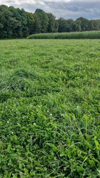<em class="placeholder">Une prairie multiespèces de plus de cinq ans.</em>