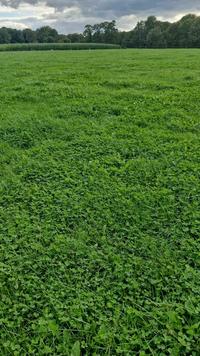 <em class="placeholder">Une prairie RGA TB de plus de cinq ans. </em>