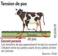 Les tensions de pas apparaissent lorsqu’un courant s’établit entre les pattes avant et les pattes arrière de l’animal. 