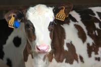 <em class="placeholder">Space 2025 : les lauréats des Innov’Space en élevage bovins lait et viande</em>