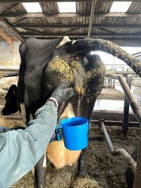 <em class="placeholder">prélèvement urinaire sur une vache</em>