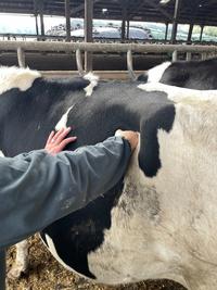 <em class="placeholder">palpation du rumen au poing</em>