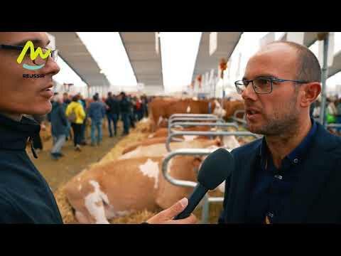 Au sommet de l’élevage, la race Simmental vue par un juge français | Réussir lait