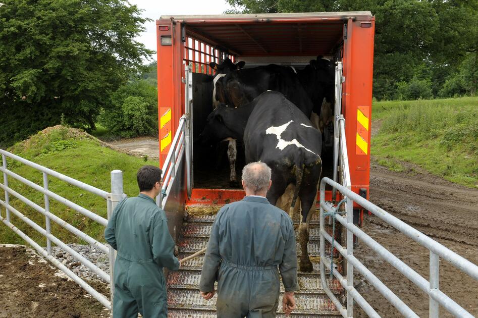 Vaches de réforme Les cotations de la vache O déprimées Réussir lait Vaches de réforme Les cotations de la vache O déprimées Réussir lait