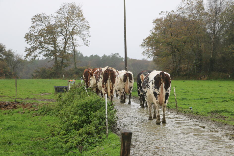 Prix Du Lait : Les Producteurs Sodiaal Vont Pouvoir Sécuriser Leur Prix ...