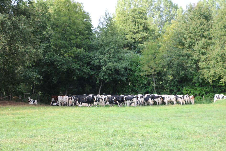 Alerte canicule pourquoi les vaches laitières n’aiment pas la chaleur ? Réussir lait