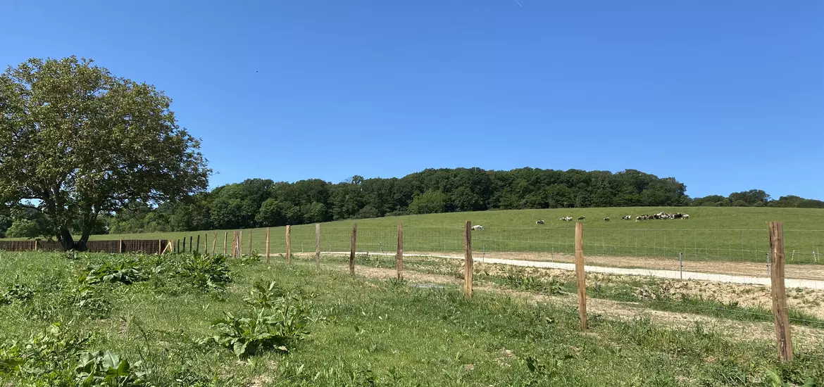 60 vaches laitières sont élevées à 100% en plein air sur 60 hectares de pâturages tournants dynamiques.