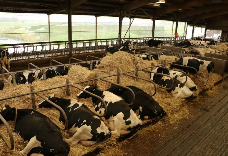 vaches laitières en logettes