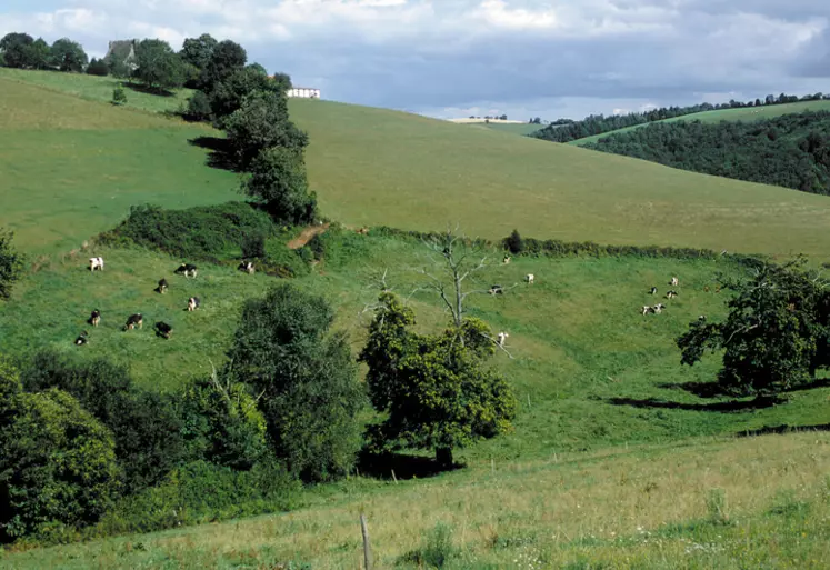 La valorisation du lait de montagne dans la zone du Massif central est encore à la peine face aux coûts de production intrinsèquement plus élevés qu'en plaine.