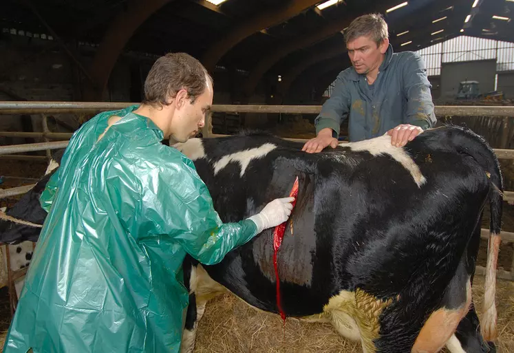 Bovins lait / vétérinaire rural en intervention chez un éleveur laitier / vache sur le point de vêler / vêlage / césarienne