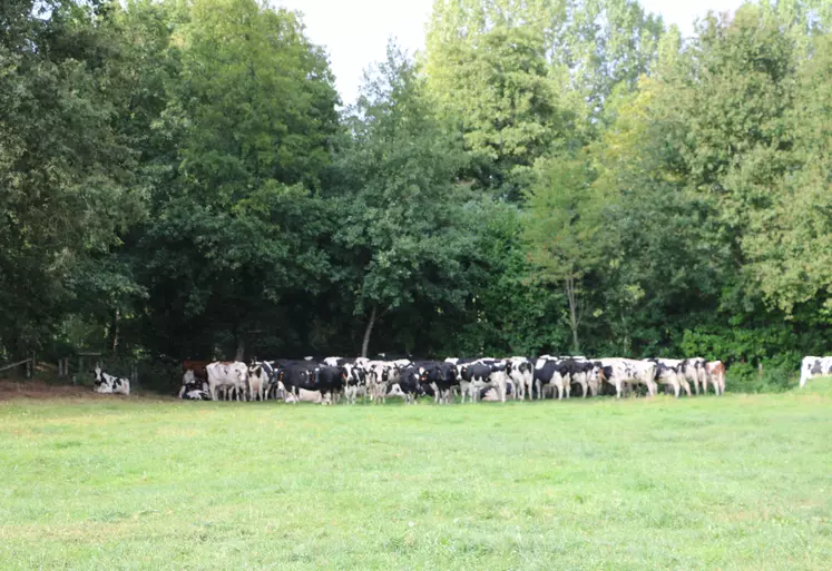 grand troupeau à l' abri de la haie élevage Sarthe