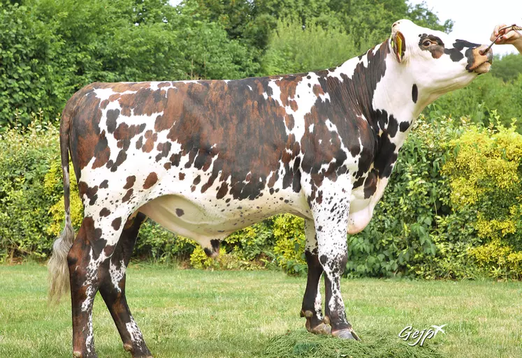 taureau normand porteur du gène sans cornes, sélection 