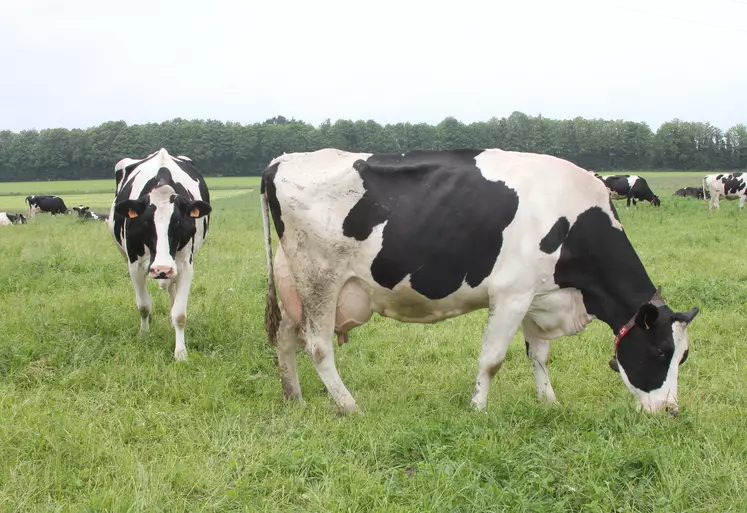 vache laitière qui broute de l'herbe