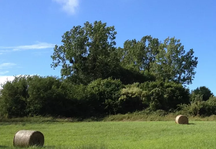 Balles de foin dans un pré sous un ciel bleu