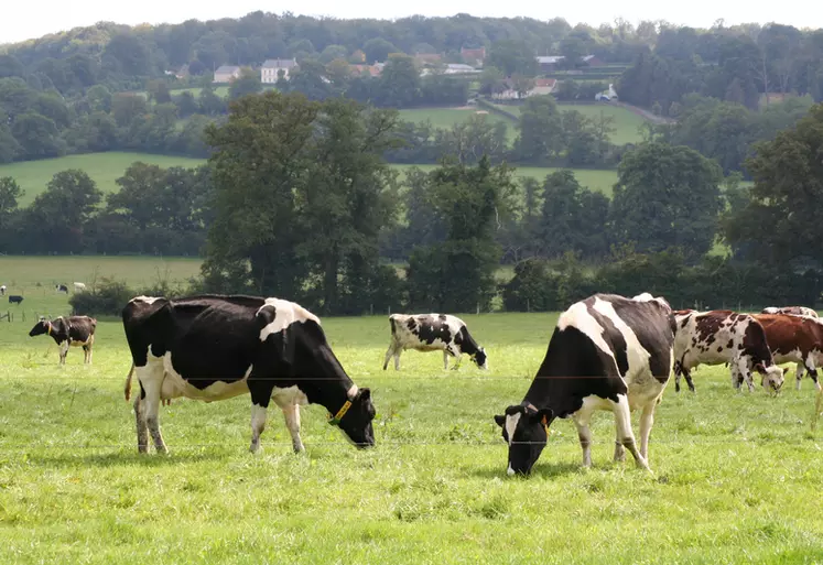 Elevage bovin laitier. Bovins lait. production laitière. Les pâturages : des milieux très diversifiés où l'herbe consommée est toujours sous la dépendance des mêmes ...