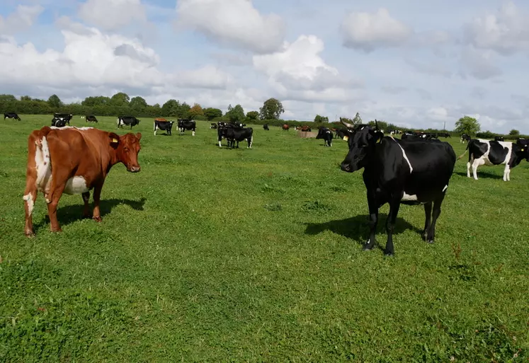 vaches laitières croisées en Irlande - septembre 2022