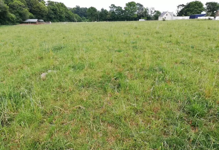 Prairie après récolte de méteil ensilage