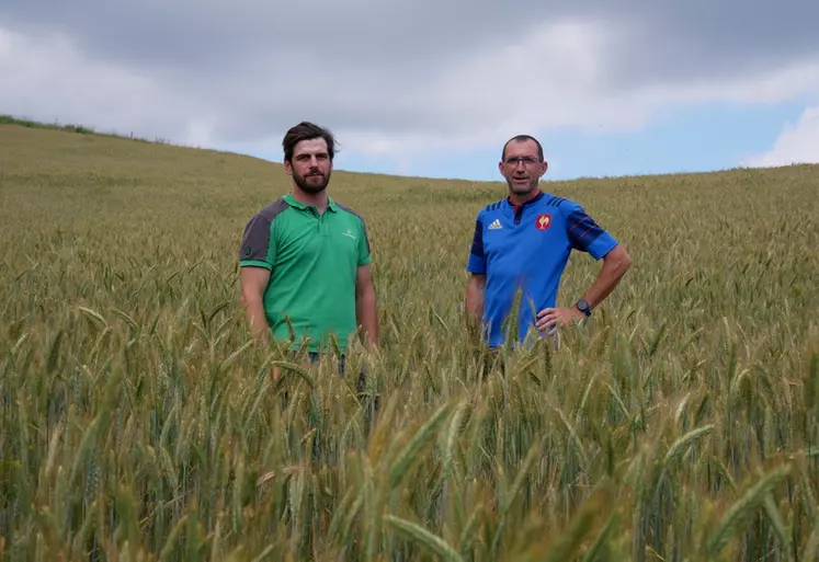 éleveur et son conseiller dans le rhône dans une parcelle de céréales qui ont été pâturées en hiver.