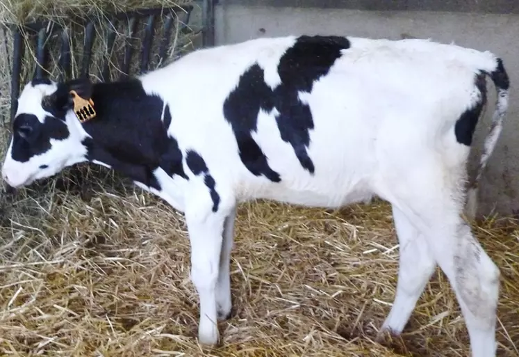 Cette génisse souffre d'un ulcère de la caillette.