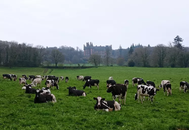 vaches prairies