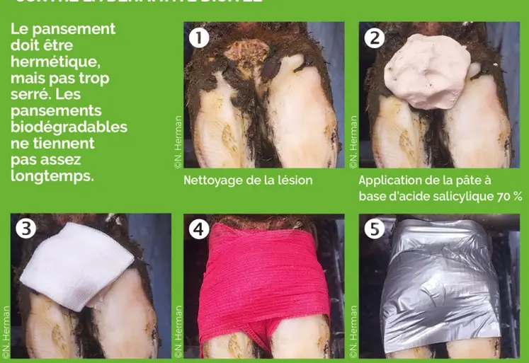 <em class="placeholder">la réalisation du pansement à l&#039;acide salicylique pour les pieds de bovins en 5 étapes </em>