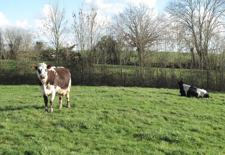 <em class="placeholder">Prairie avec une vache Normande et une vache de race Prim&#039;Holstein en Mayenne. </em>