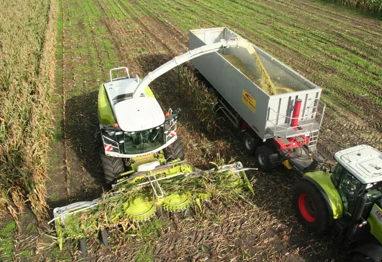 Ensileuse munie d' un bec à maïs rotatif. Récolte du maïs ensilage.