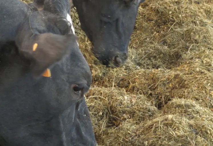 <em class="placeholder">Vaches laitières en train de manger une ration mélangée</em>