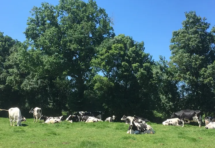 <em class="placeholder">vaches au pâturage à l&#039;abri d&#039;une haie dans l&#039;Ain.</em>