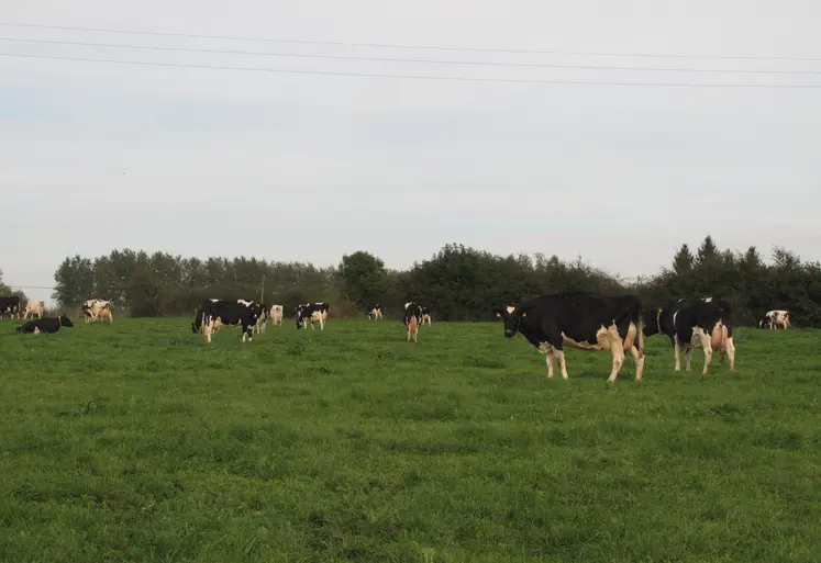 vaches laitières sur une prairie permanente dans le Grand-Est