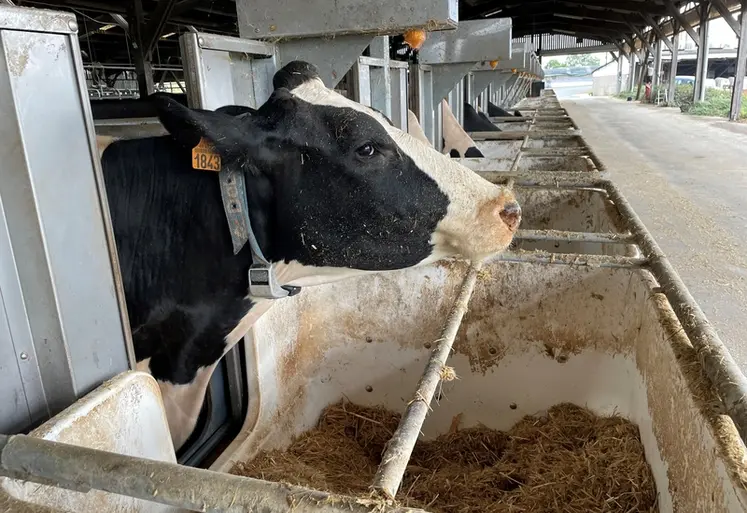 <em class="placeholder">vache tarie qui mange dans l&#039;auge peseuse de la ferme expérimentale des Trinottières</em>