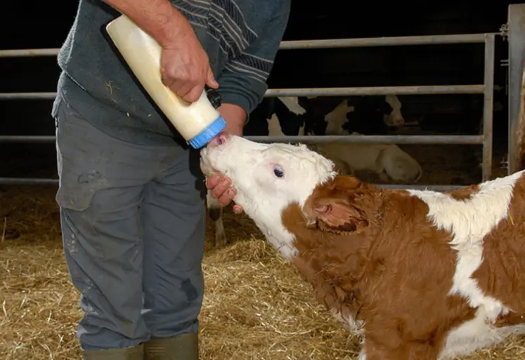 <em class="placeholder">Prise de colostrum pour un veau venant de naître. Agriculteur obligeant le veau à têter à l&#039;aide d&#039;un biberon. Relation éleveur animal dès la naissance. Soins. Santé ...</em>