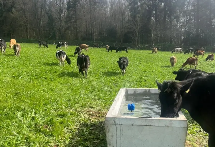 <em class="placeholder">Abreuvoir dans une prairie avec une vache qui boit</em>