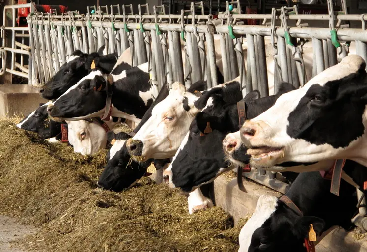<em class="placeholder">Vaches à l&#039;auge, ration hivernale</em>