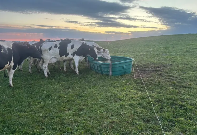 <em class="placeholder">vaches laitières buvant dans un bac en plastique dans une prairie</em>