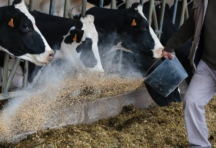 <em class="placeholder">Distribution de concentrés à des vaches laitières</em>
