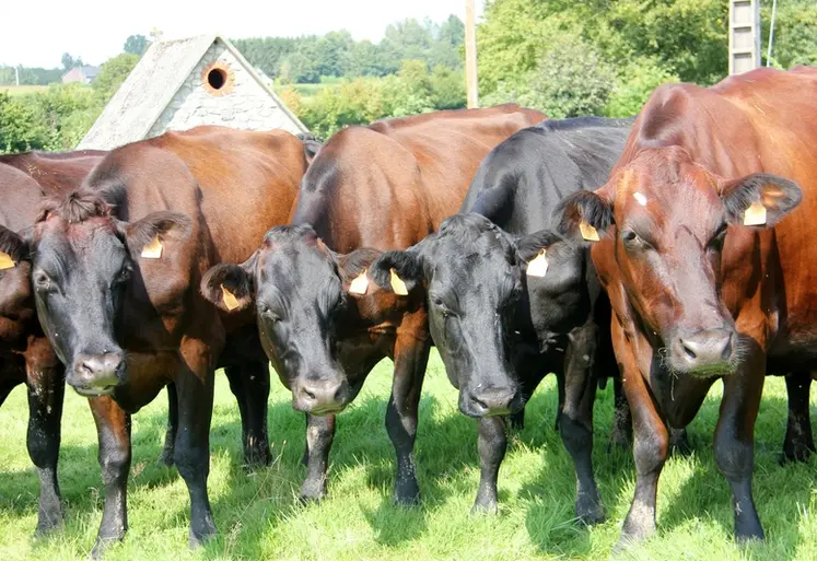 <em class="placeholder">vaches rouges flamandes</em>