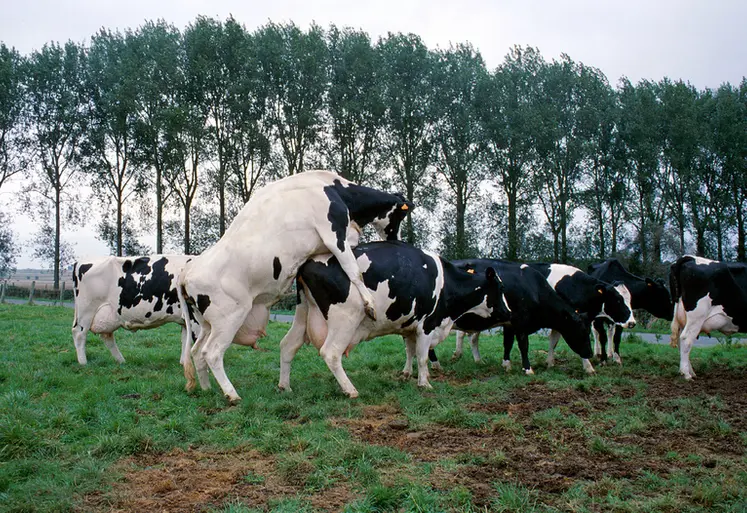 <em class="placeholder">Bovins lait / détection des chaleurs / la vache se laisse chevaucher, critère caractéristique</em>