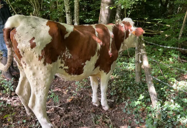 <em class="placeholder">vache atteinte de DNC</em>