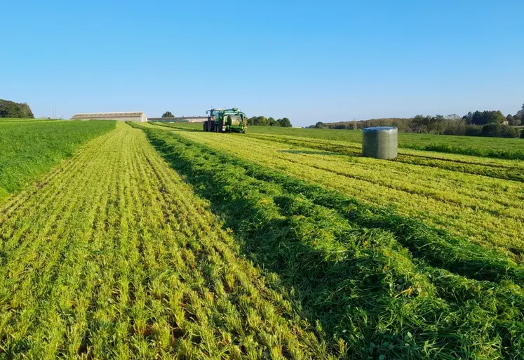 <em class="placeholder">prairies fauchées à l&#039;automne</em>