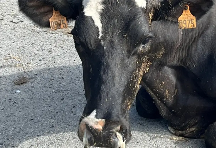 <em class="placeholder">vache laitière atteinte de FCO</em>