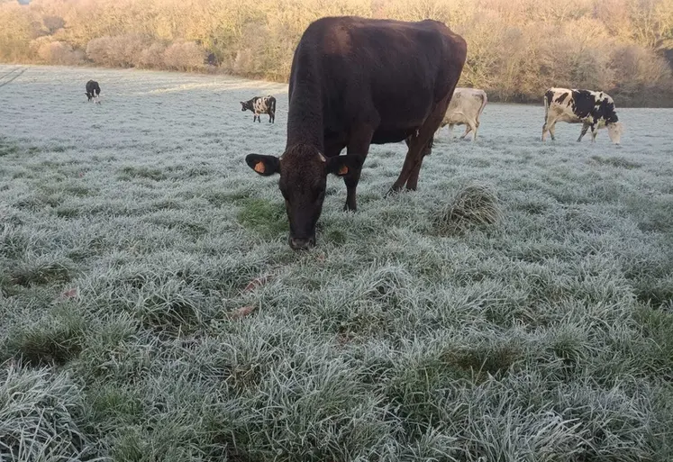 <em class="placeholder">vache au pâturage en hiver sur prairie gelée</em>
