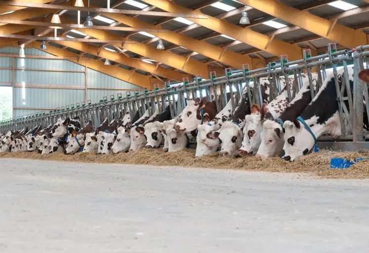 <em class="placeholder">L&#039;alimentation, les conditions d&#039;élevage, le sanitaire rendent unique le microbiote de chaque troupeau. La démarche GHP propose de faire des choix génétiques tenant ...</em>