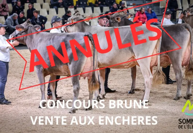 photo de concours bovins laitiers avec la mention annulés